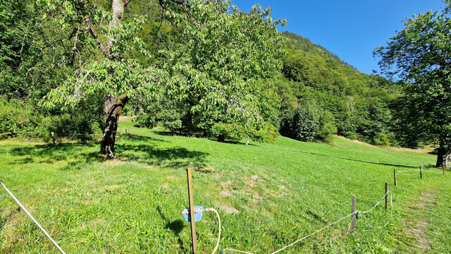 Wald, Wiesen- und Freiflächen zu verkaufen 