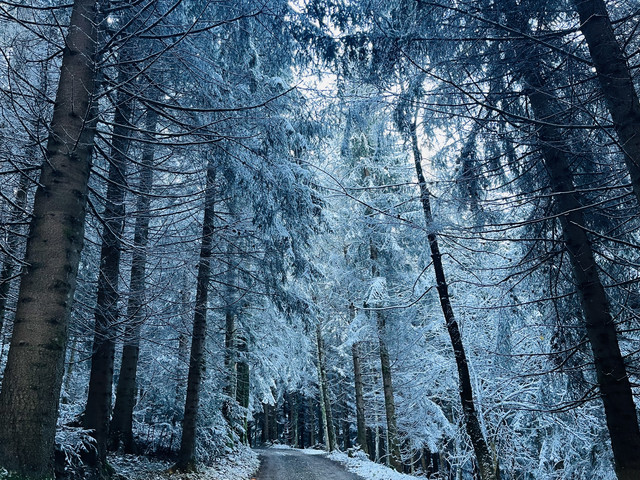 Dornbirn - am Fuße des Bödele: Idyllisches Feriengrundstück - Waldlage mit Seesicht - Provisionsfrei!