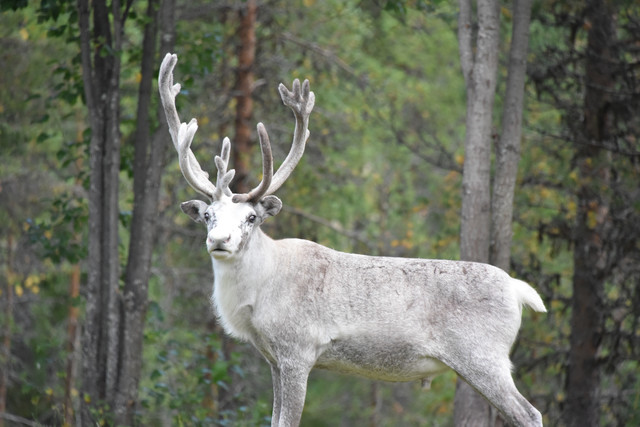 Ferienanlage in Schwedisch Lappland, 9 Wohnungen