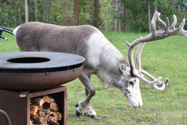 Ferienanlage in Schwedisch Lappland, 9 Wohnungen