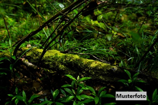 Waldparzellen mit ca. 22 ha - Schutzwald, Wirtschaftswald und Entwicklungspotenzial