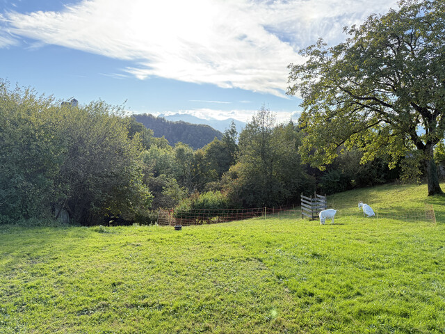 Haus mit Scheune und viel Potenzial / 950m2 Grundstück in Hohenems