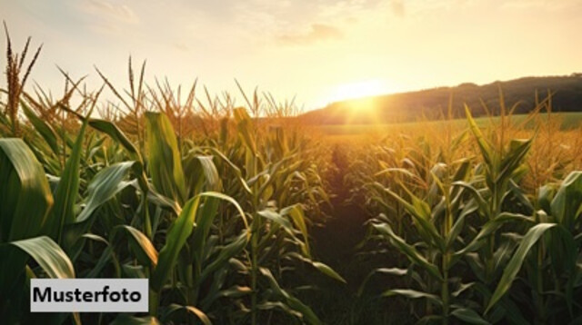 Landwirtschaftsfläche + provisionsfrei +
