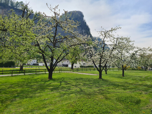 Charmante 3-Zimmer-Wohnung in Hohenems – ruhige Lage, Blick ins Grüne & moderne Ausstattung
