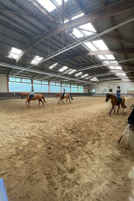 Idyllischer Reitstall am Alten Rhein – ein Platz mit Herz und Geschichte