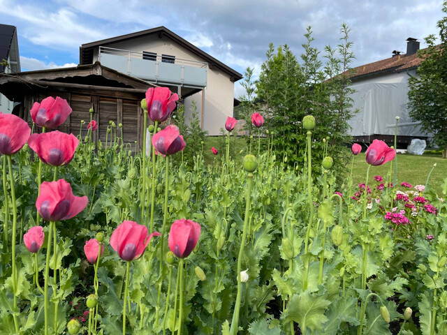 Charmantes Einfamilienhaus in Frastanz, mit großem Grundstück, Privatverkauf