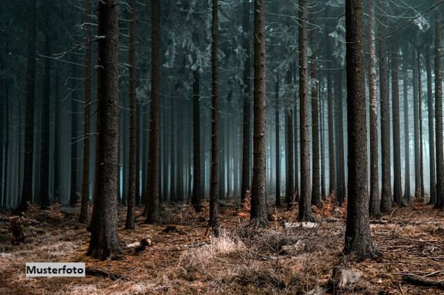 Waldfläche + provisionsfrei +