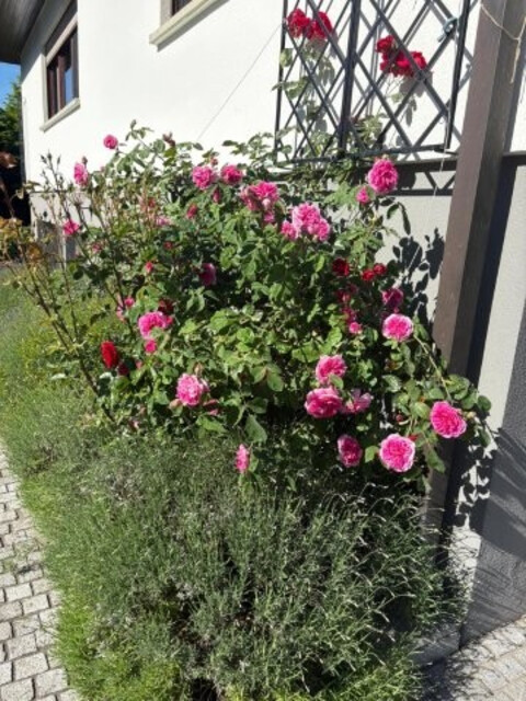 Großzügiges Wohnen mit traumhaftem Garten in ruhiger Bestlage nahe der Stadt