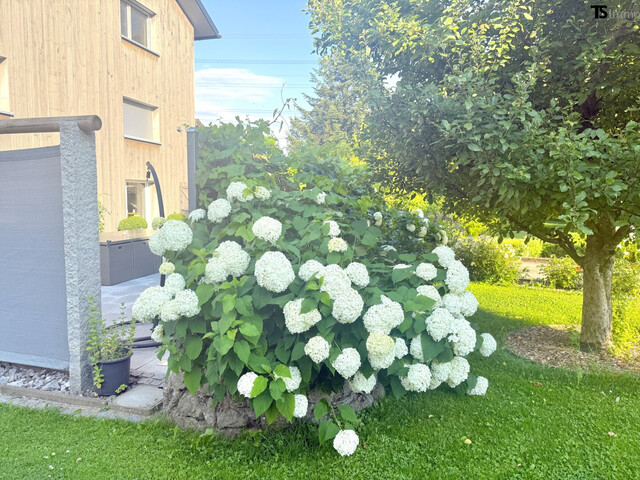 Bregenz: Langen: Garten-Wohnung ca. 200 m2 mit 8 Zimmern, Garten 169 m2 Terrasse 56 m2 & Balkon