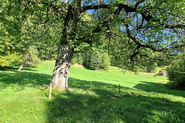 Kleines und sonniges Bauland zu verkaufen