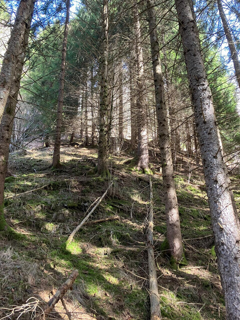 Wald im Laternsertal zu verkaufen