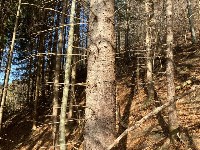 Wald im Laternsertal zu verkaufen