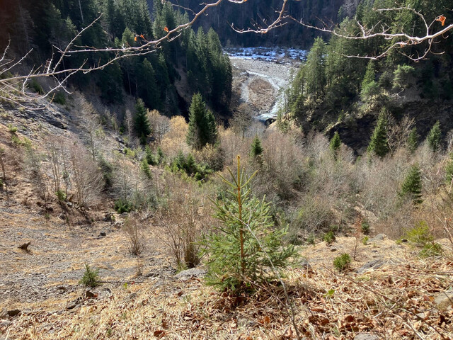 Wald im Laternsertal zu verkaufen