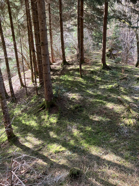 Wald im Laternsertal zu verkaufen