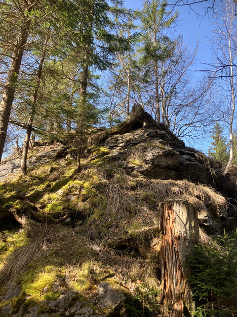 Wald im Laternsertal zu verkaufen