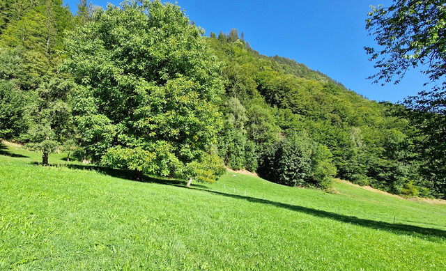 Land- und Forstwirtschaftsflächen zu verkaufen