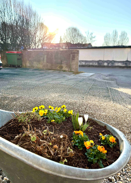 Gemütliche ein Zimmer Apartment in Seenähe Fußach zu vermieten