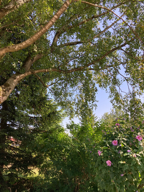 Naturnahes Grundstück in Koblach!
