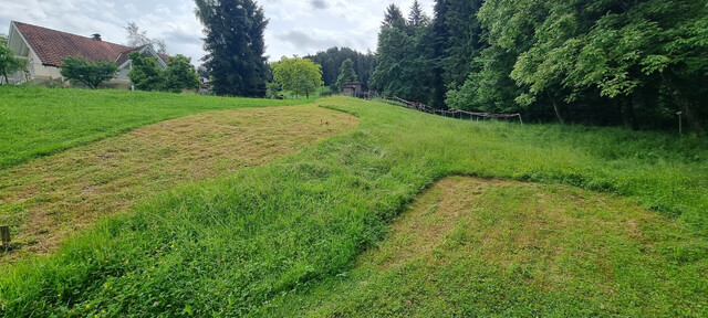Idyllisches Grundstück in Hohenweiler! Der ideale Platz für dein Traumhaus!