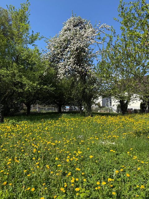 kleine, in Sackgasse gelegene Liegenschaft perfekt für Ihren Haustraum, in Hohenems zum Verkauf!
