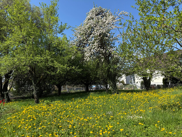 kleine, in Sackgasse gelegene Liegenschaft perfekt für Ihren Haustraum, in Hohenems zum Verkauf!