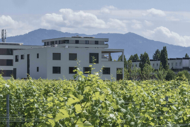 3 Zimmer Gartenwohnung Süd-West orientiert . SEEnahes FREIstehendes DREIgeschoßiges Wohngebäude  Angrenzend an Weingärten. In Sackgasse. T2