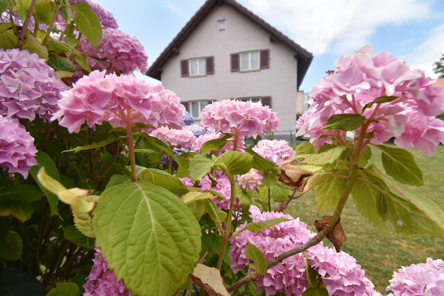 Sanierungsbedürftiges Einfamilienhaus im schönen Lauterach!