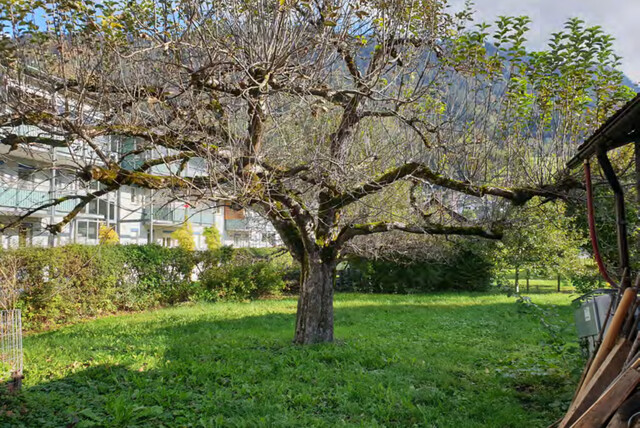 Grundstück  |  Bludenz  |  Altbestand  |  Natur