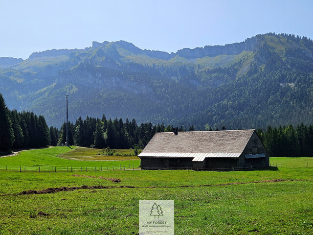 Naturjuwel in den Allgäuer Alpen – anerkannte Alpe mit Wald- und Weideflächen auf 198 Hektar
