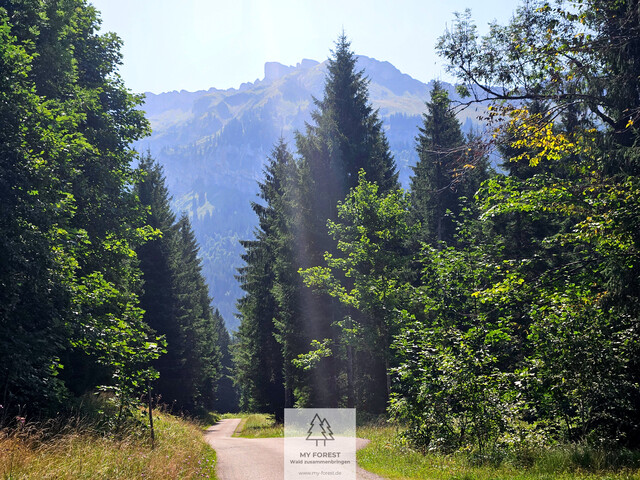 Naturjuwel in den Allgäuer Alpen – anerkannte Alpe mit Wald- und Weideflächen auf 198 Hektar