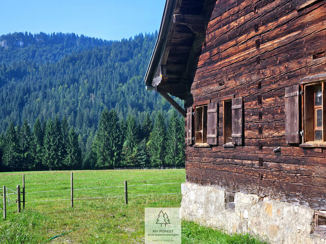 Naturjuwel in den Allgäuer Alpen – anerkannte Alpe mit Wald- und Weideflächen auf 198 Hektar