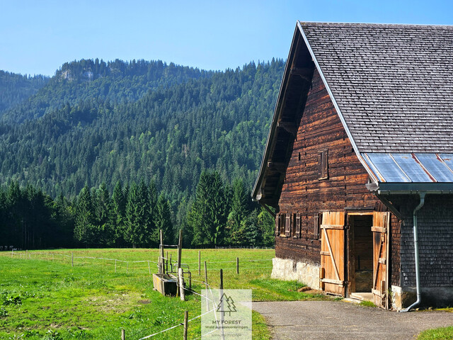 Naturjuwel in den Allgäuer Alpen – anerkannte Alpe mit Wald- und Weideflächen auf 198 Hektar