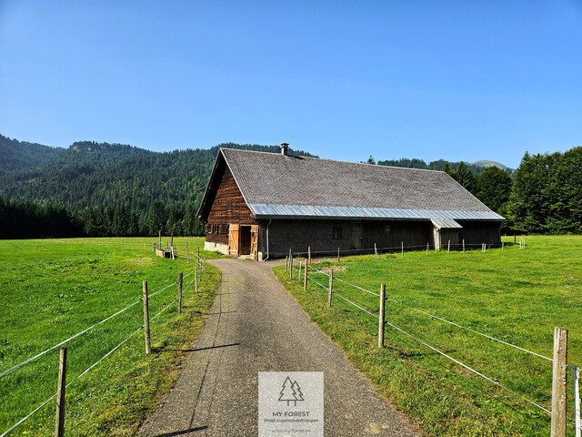 Naturjuwel in den Allgäuer Alpen – anerkannte Alpe mit Wald- und Weideflächen auf 198 Hektar
