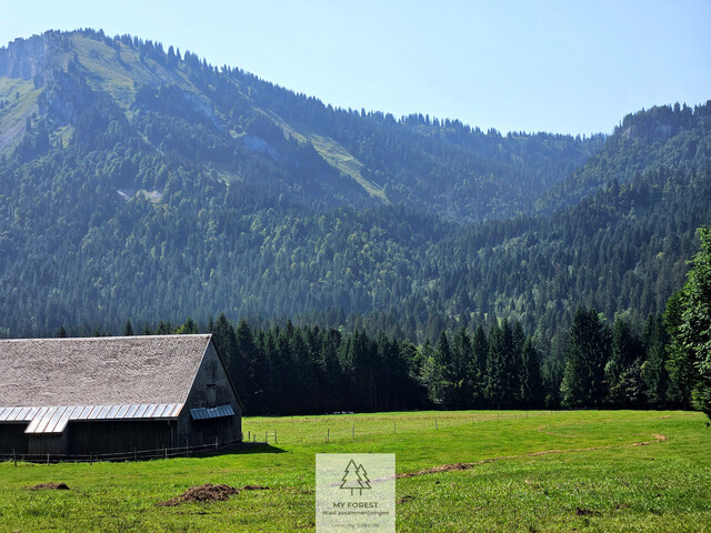 Naturjuwel in den Allgäuer Alpen – anerkannte Alpe mit Wald- und Weideflächen auf 198 Hektar