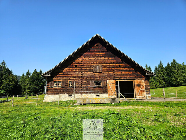 Naturjuwel in den Allgäuer Alpen – anerkannte Alpe mit Wald- und Weideflächen auf 198 Hektar