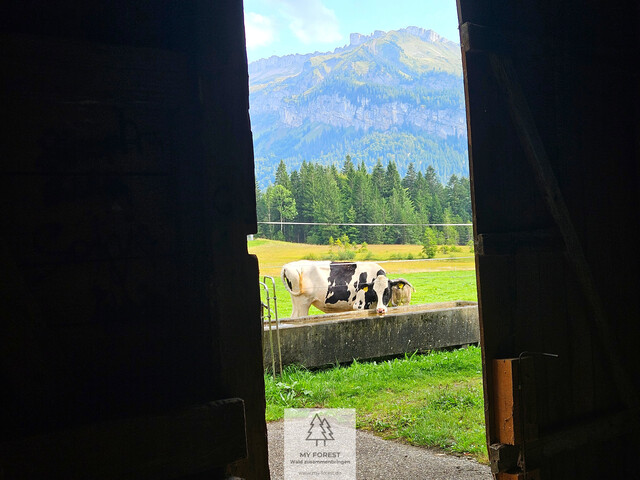 Naturjuwel in den Allgäuer Alpen – anerkannte Alpe mit Wald- und Weideflächen auf 198 Hektar