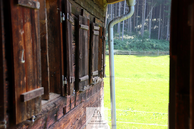 Naturjuwel in den Allgäuer Alpen – anerkannte Alpe mit Wald- und Weideflächen auf 198 Hektar