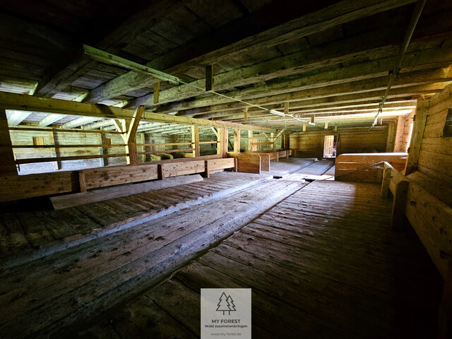 Naturjuwel in den Allgäuer Alpen – anerkannte Alpe mit Wald- und Weideflächen auf 198 Hektar