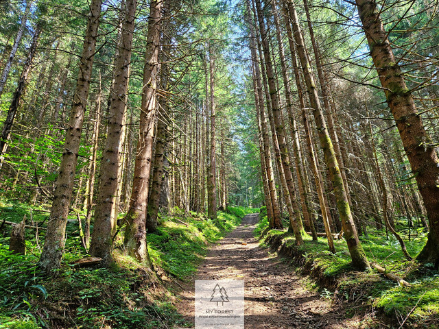 Naturjuwel in den Allgäuer Alpen – anerkannte Alpe mit Wald- und Weideflächen auf 198 Hektar