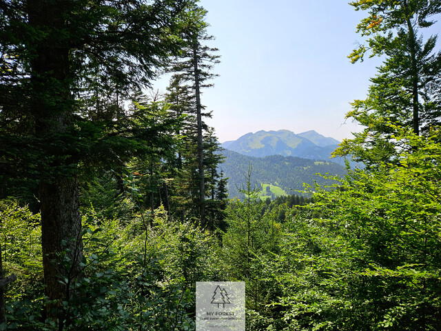 Naturjuwel in den Allgäuer Alpen – anerkannte Alpe mit Wald- und Weideflächen auf 198 Hektar