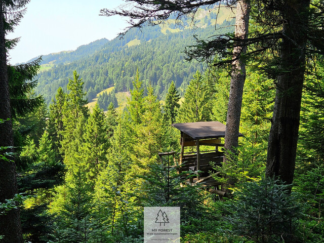 Naturjuwel in den Allgäuer Alpen – anerkannte Alpe mit Wald- und Weideflächen auf 198 Hektar