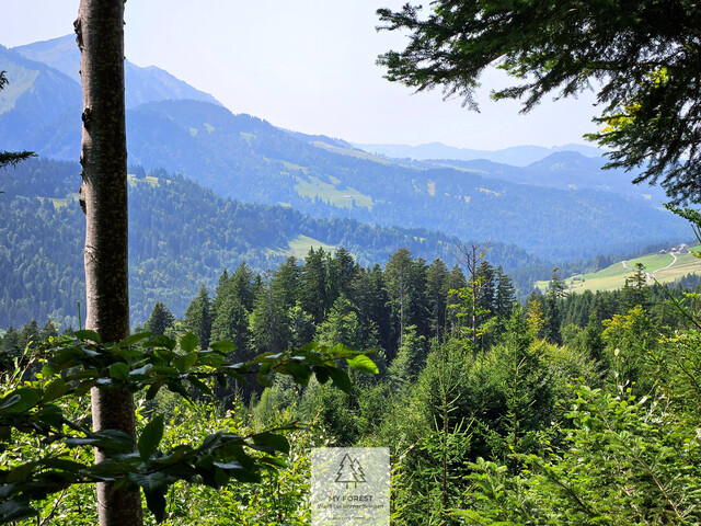 Naturjuwel in den Allgäuer Alpen – anerkannte Alpe mit Wald- und Weideflächen auf 198 Hektar