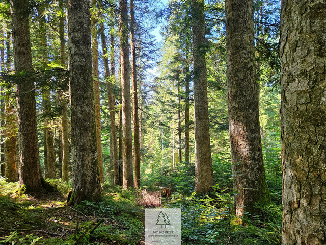 Naturjuwel in den Allgäuer Alpen – anerkannte Alpe mit Wald- und Weideflächen auf 198 Hektar