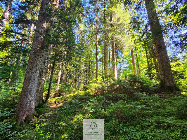 Naturjuwel in den Allgäuer Alpen – anerkannte Alpe mit Wald- und Weideflächen auf 198 Hektar