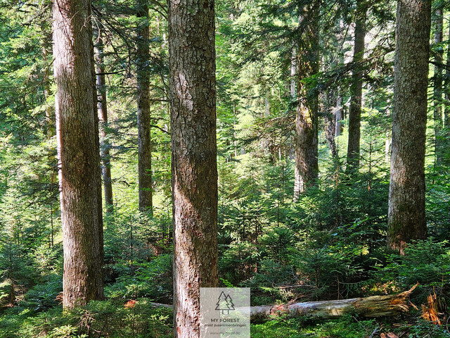 Naturjuwel in den Allgäuer Alpen – anerkannte Alpe mit Wald- und Weideflächen auf 198 Hektar