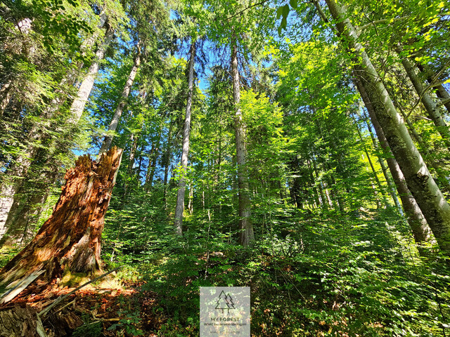 Naturjuwel in den Allgäuer Alpen – anerkannte Alpe mit Wald- und Weideflächen auf 198 Hektar