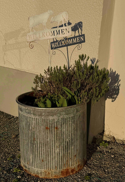 Gemütliche ein Zimmer Apartment in Seenähe Fußach zu vermieten