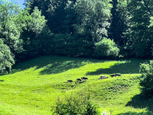 BESTANDSFREI - Wohnanlage mit 8 voll möblierten Wohnungen in Dornbirn