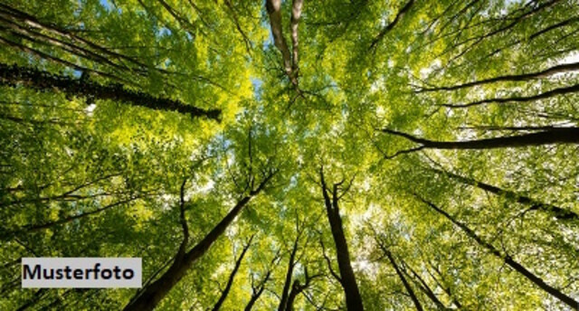 Waldparzellen mit ca. 22 ha - Schutzwald, Wirtschaftswald und Entwicklungspotenzial