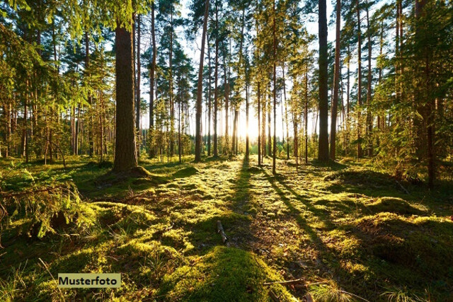 Waldfläche + provisionsfrei +